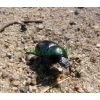 Trypocopris vernalis (Linnaeus, 1758) Żuk wiosenny